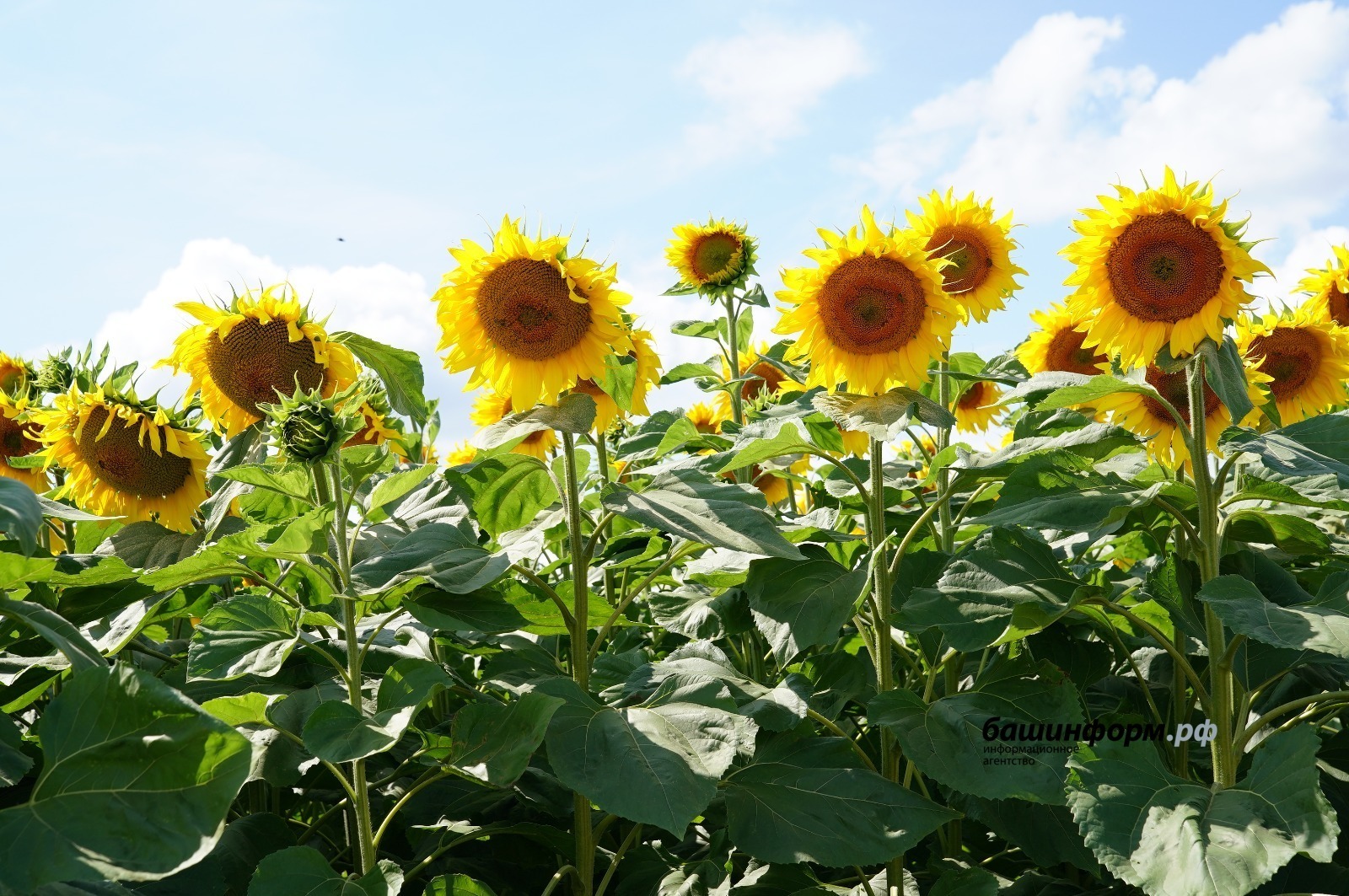 Латвие вуз ыстэмын