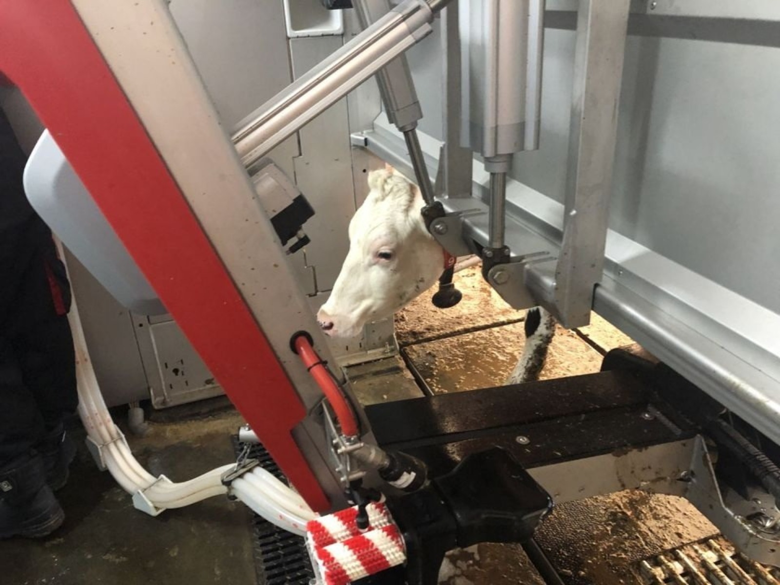 Роботъёс ужало