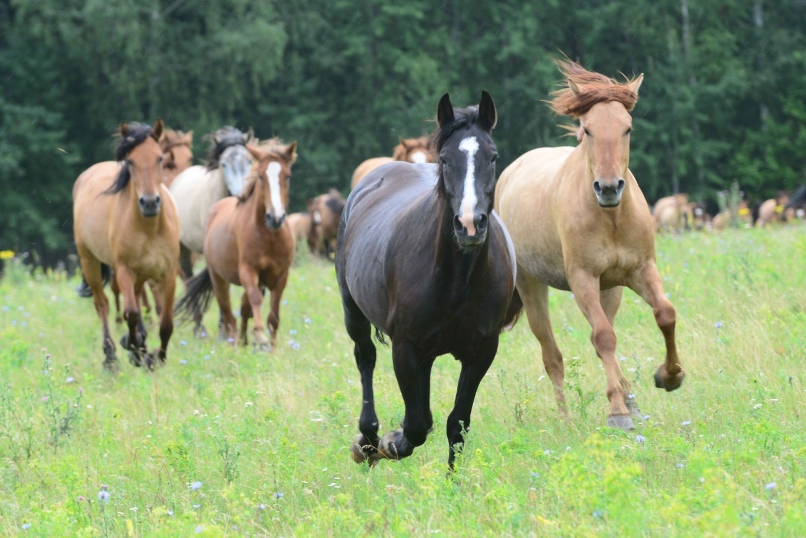 Потомками диких лошадей – тарпанов
