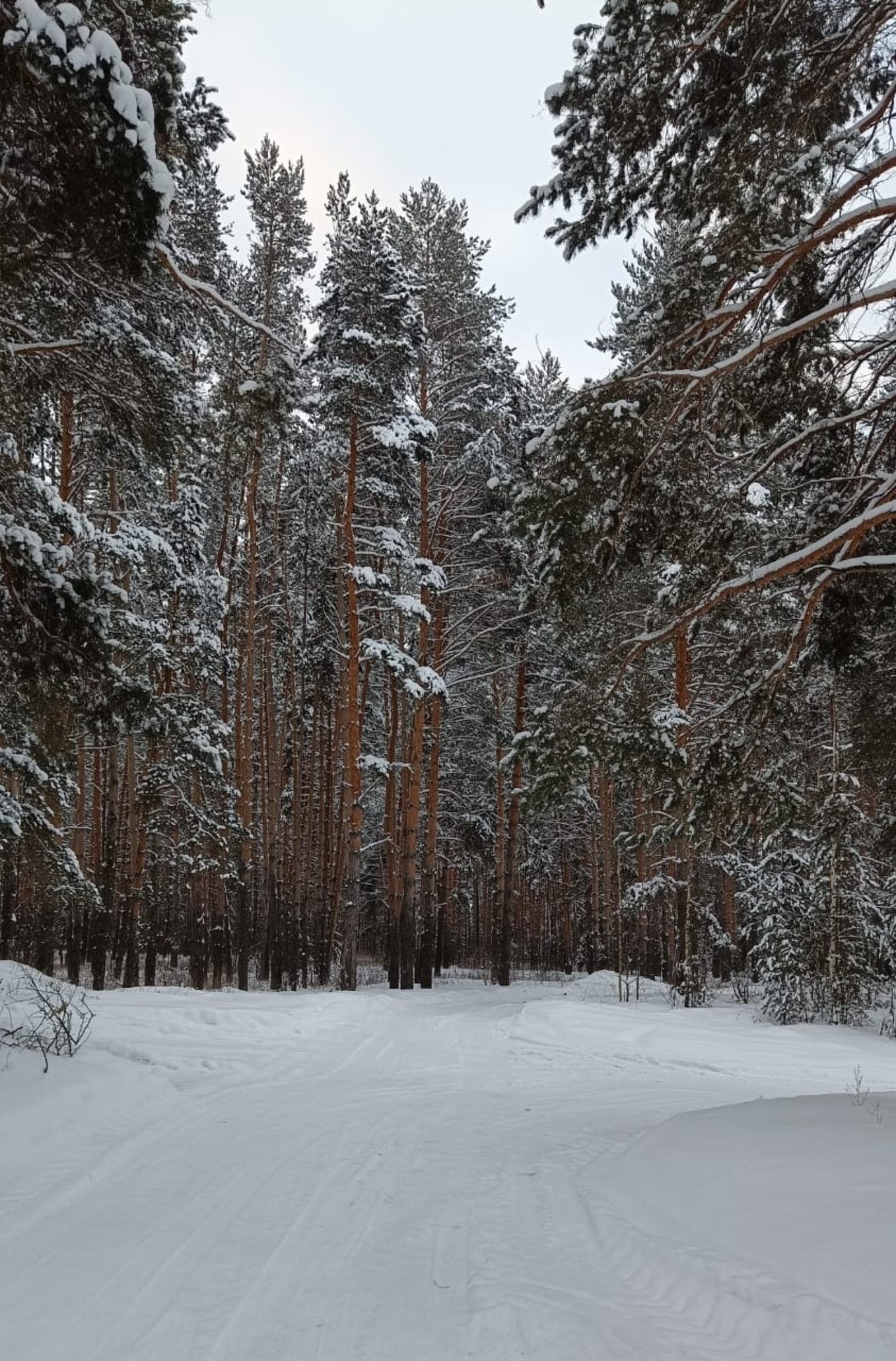 Нюлэсъёс мед будозы