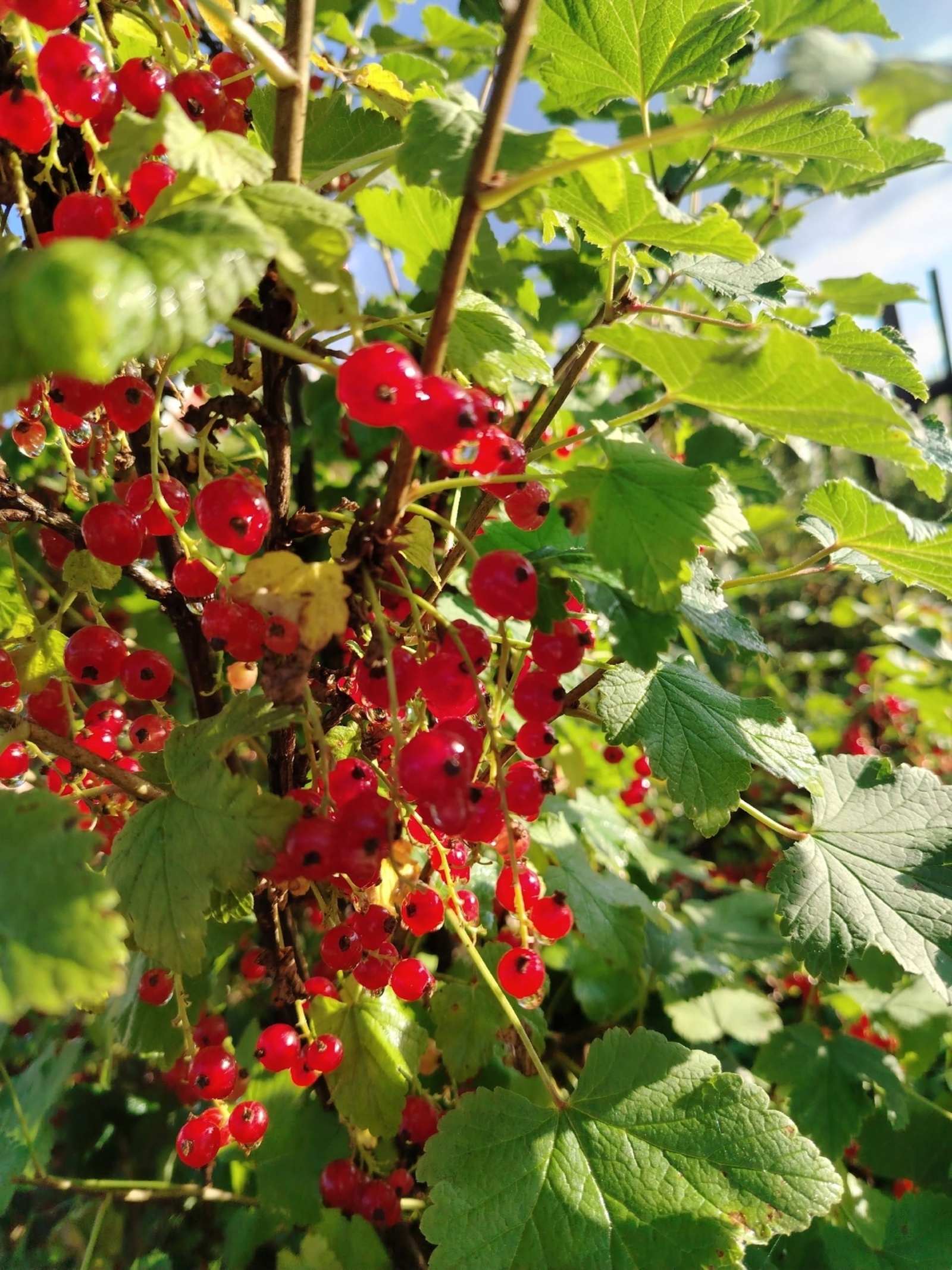 Ческыт мед кошкоз!