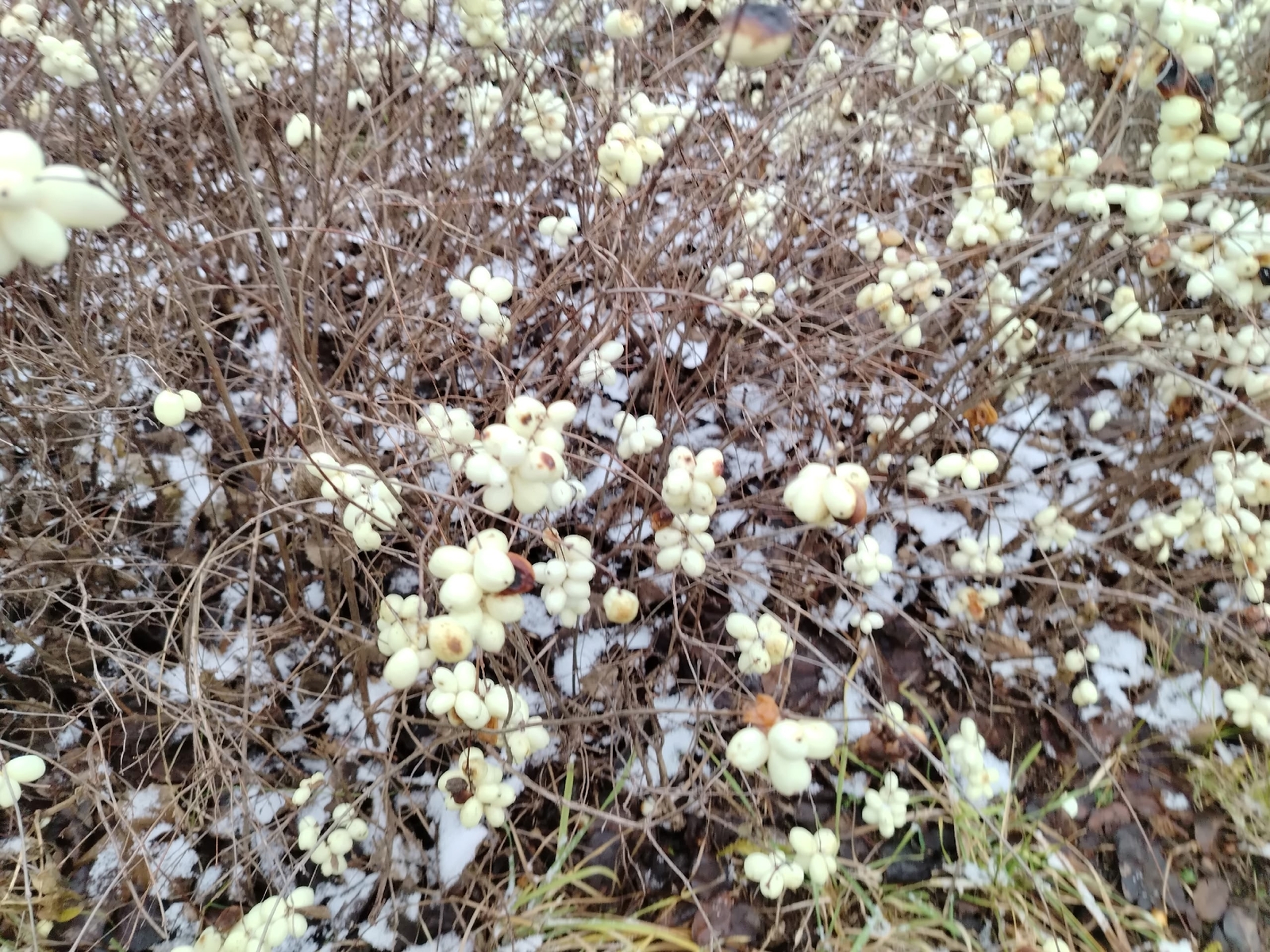 Башкирие ку тол вуоз?