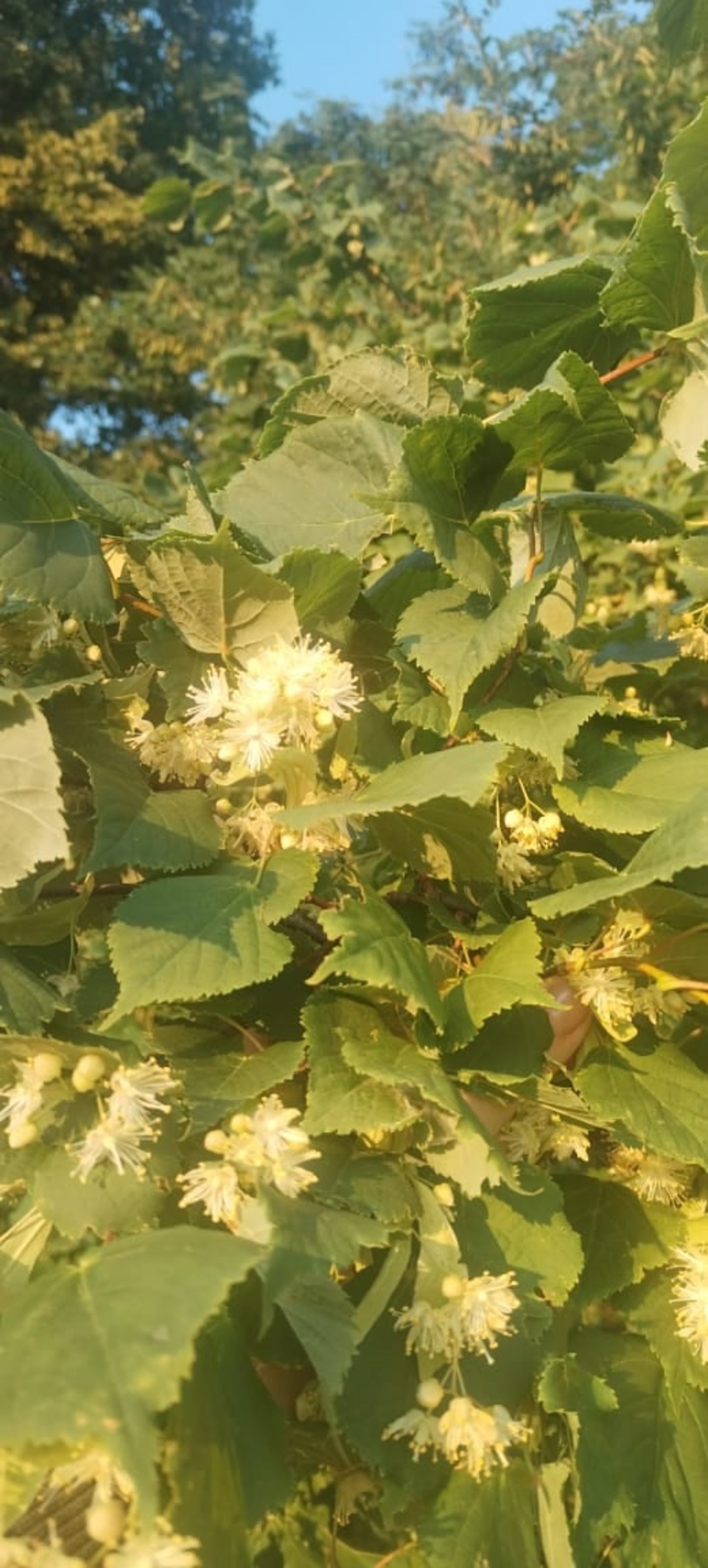 Беризь сяська паймытэ, синмаськытэ но лӧптытэ